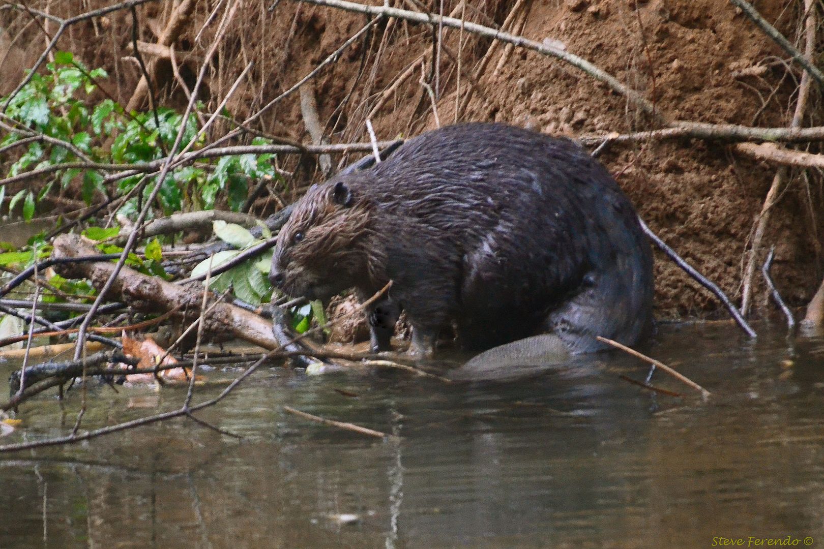 "Natural World" Through My Camera Beaver Den Remodeled By Mother Nature